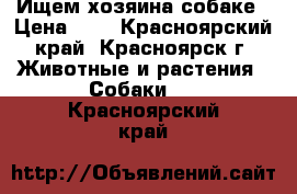 Ищем хозяина собаке › Цена ­ 1 - Красноярский край, Красноярск г. Животные и растения » Собаки   . Красноярский край